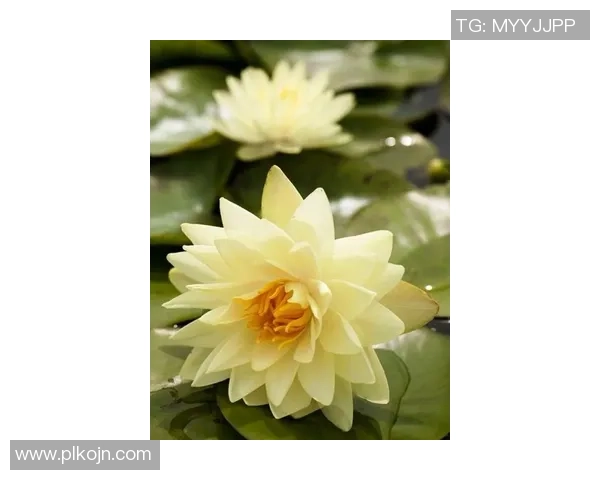 Puck梦境缠绕五人精彩瞬间回顾引发热议与讨论 Puck梦境缠绕五人精彩瞬间回顾引发热议与讨论